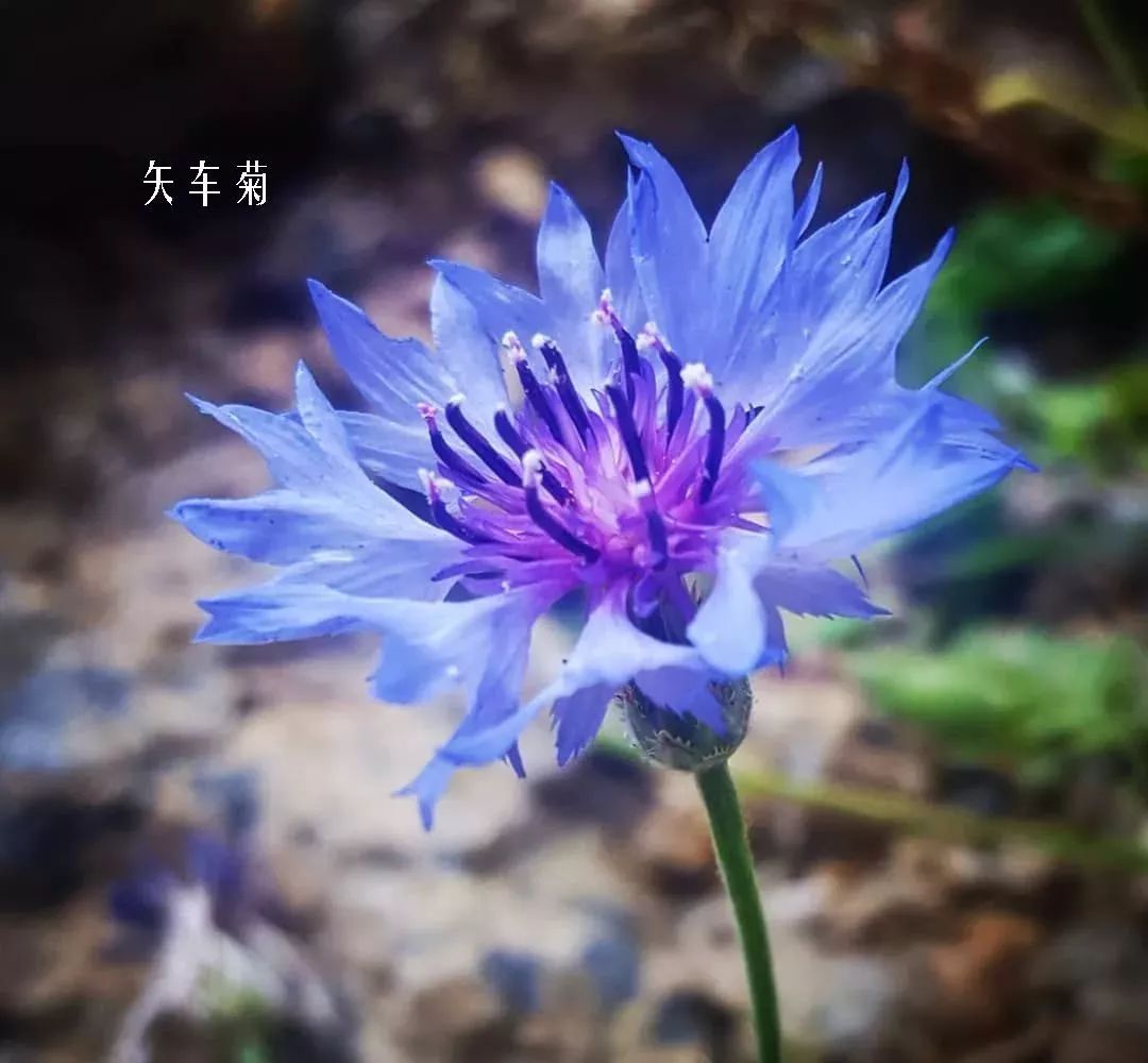 花店里同款的两种不同价格的花材,花店最容易被顾客误解的几种花材