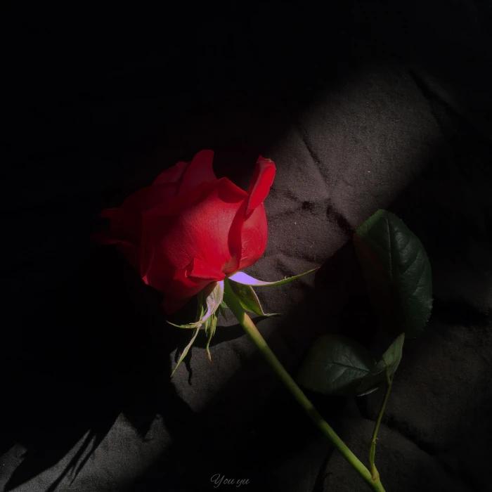 文案情绪零碎人间清醒,散落人间的文案