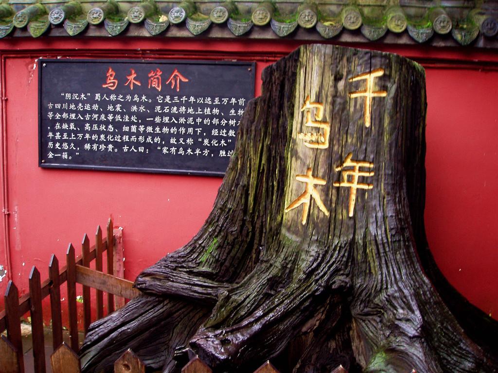 地下挖出千年阴沉木,四川挖出阴沉木