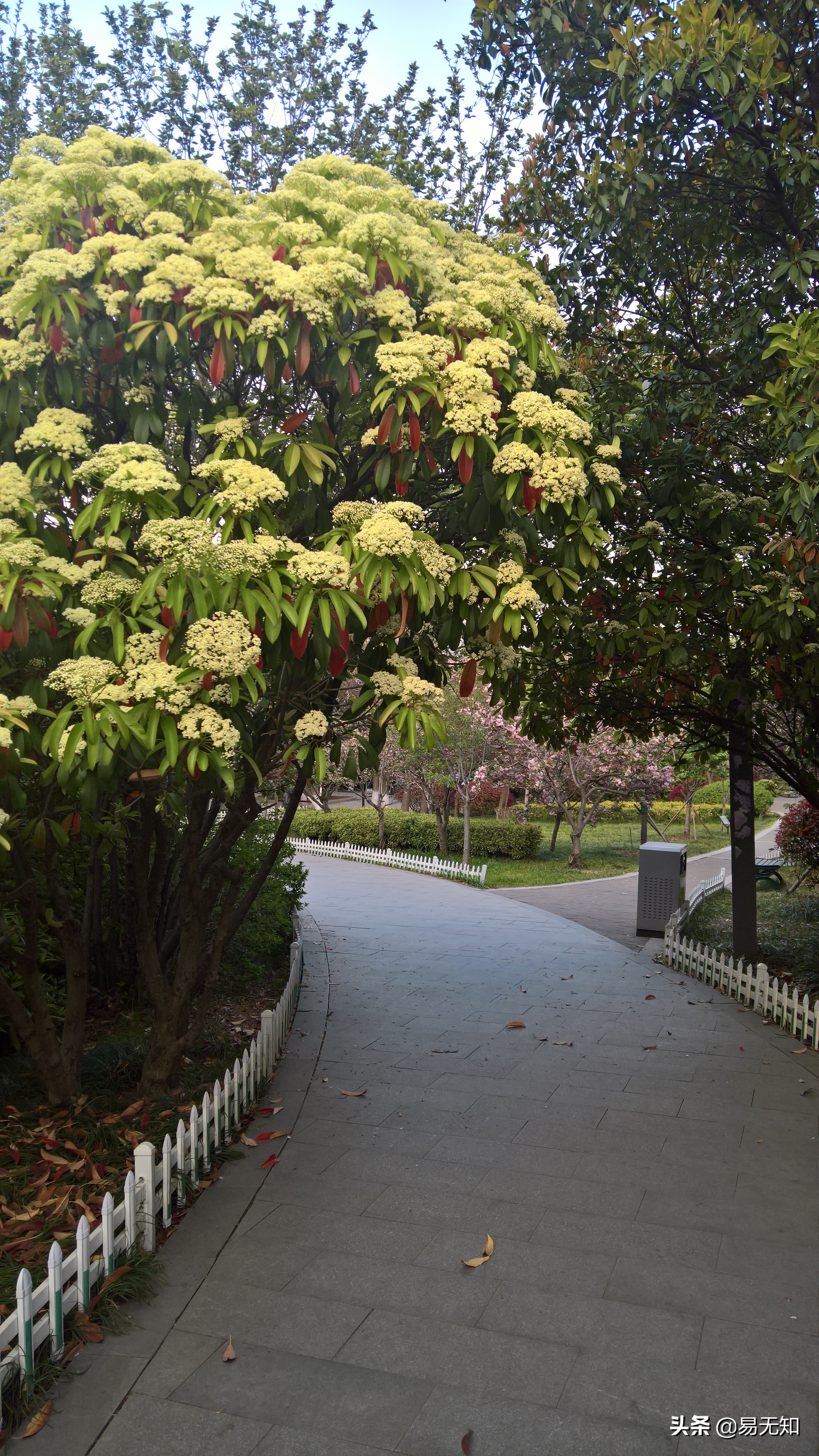 徐州彭祖园樱花美景,亲近自然之美彭祖园赏花正当时