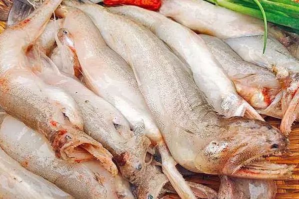 海鱼哪个品种最好吃还有营养,常吃的海鱼有哪些种类