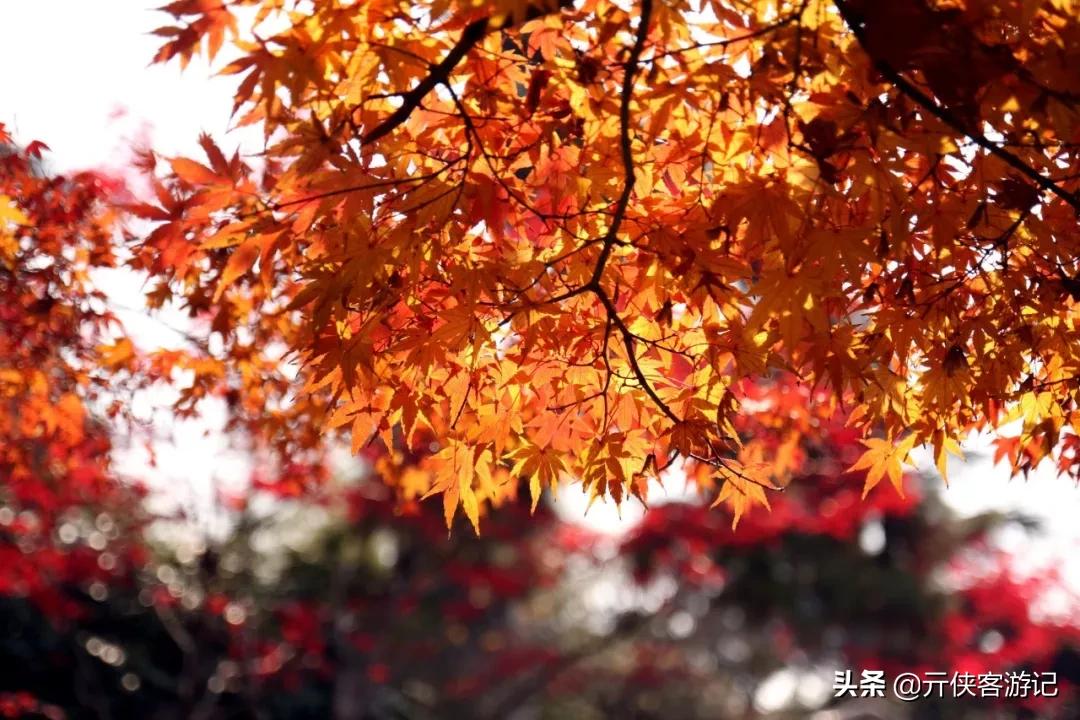 上海是一座什么样的城市文案,上海包容性有多强