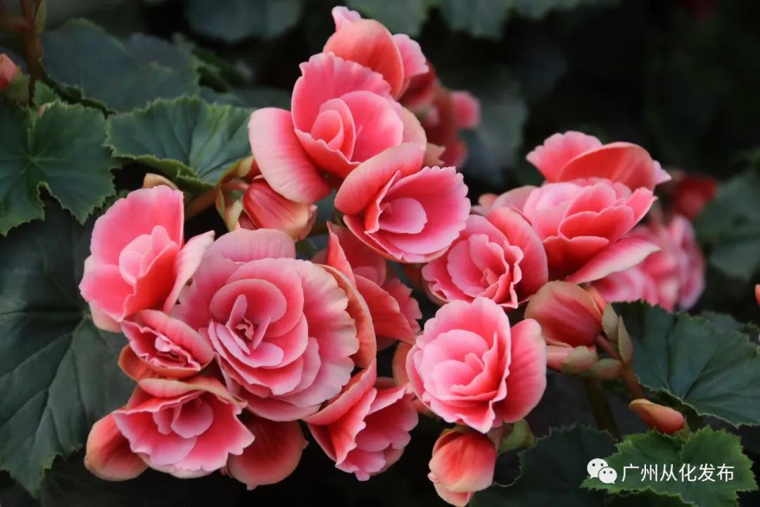 广州花市蝴蝶兰销量,花卉销量