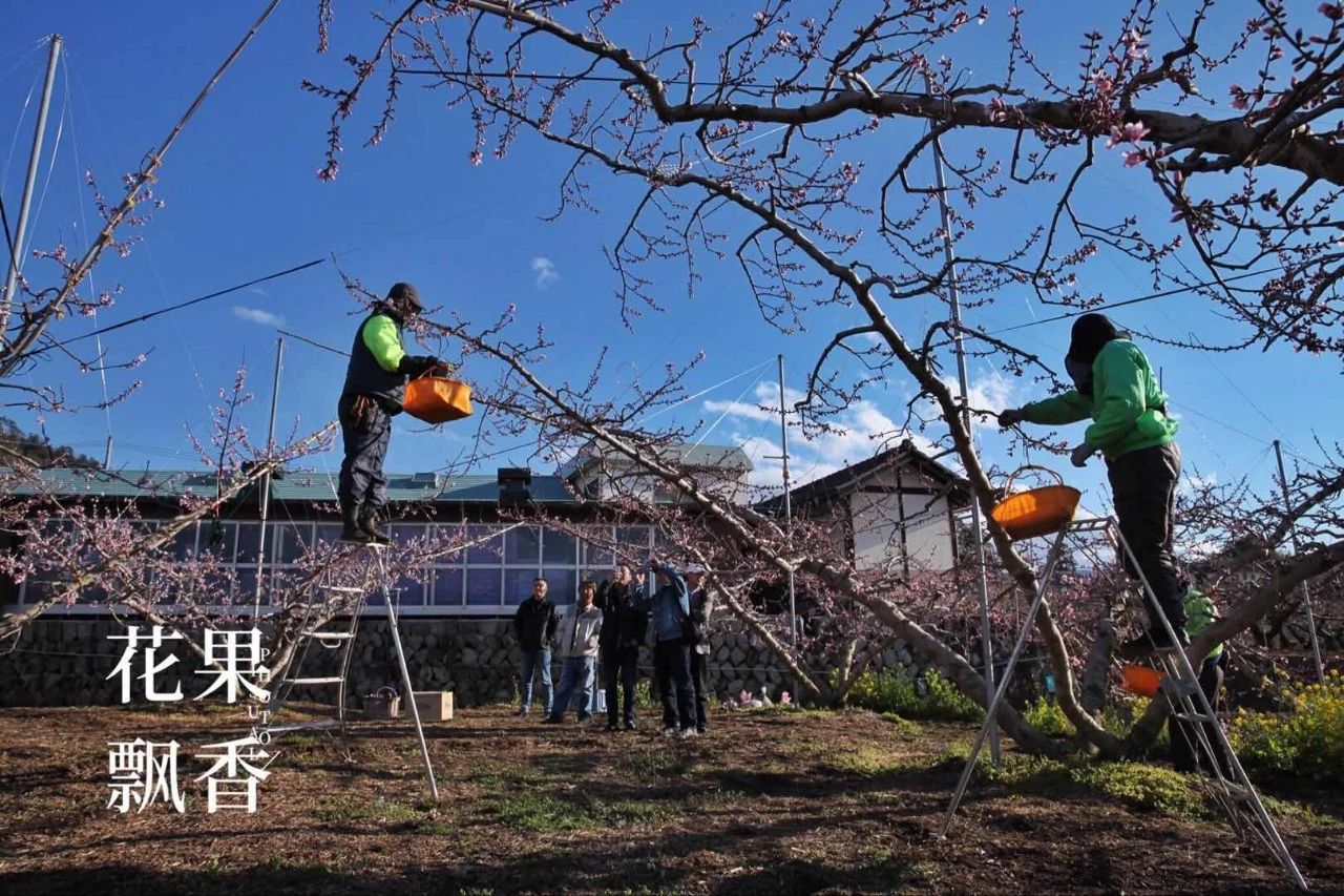 原来，日本果业是一个精致的、被JA溺宠的“老宅男”