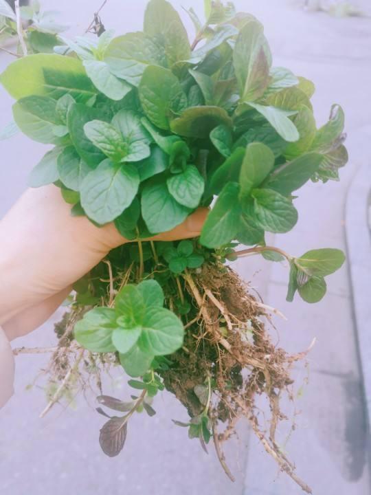 朋友家掐点薄荷塞土里，很快窜到半米高，摘点泡水清凉醒脑！