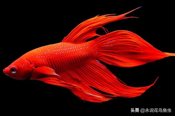 斗鱼可以跟虾混养吗,泰国斗鱼混养效果图