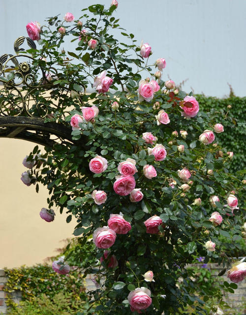 北面院子适合种什么爬藤开花植物,爬藤植物有哪些适合小庭院种植