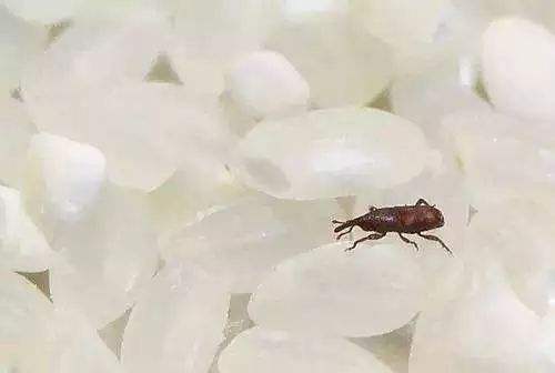 密封包装大米能存多久,大米密封怎么还会生虫子