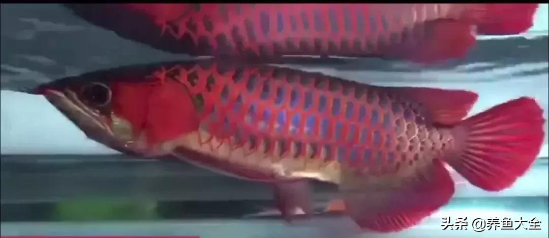 你为什么要养龙鱼？这篇文章扎心了