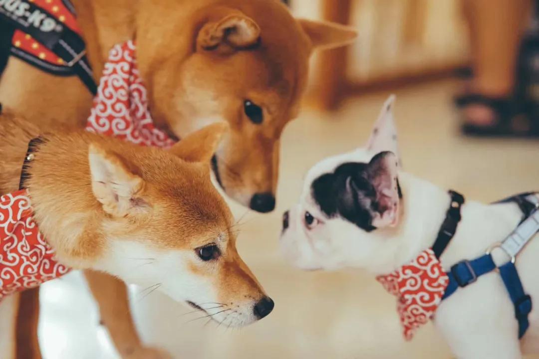 带着自己的宠物去旅行,主人带着狗狗去全世界旅行