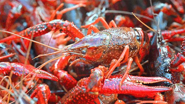 巴掌大小龙虾,深夜爆香小龙虾