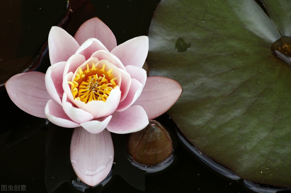 去花市买花千万别买这4种花,秋季花市卖得好的5种花