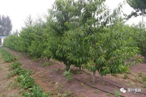 种植效益最好的黄桃品种,鲜食黄桃品种介绍