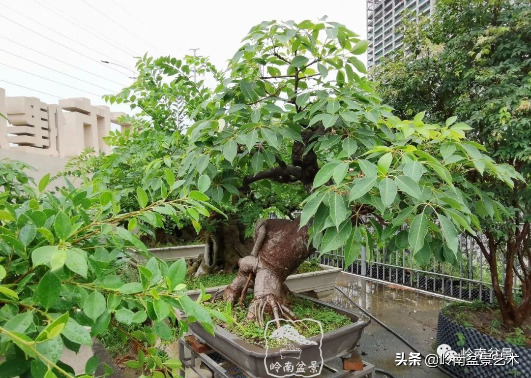 文人杂木盆景精品欣赏,可以做盆景的杂木图片大全