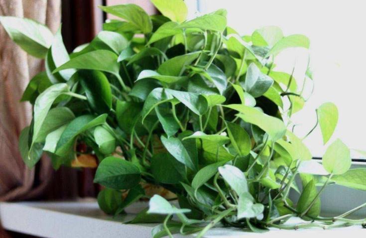 水池下面可以养绿萝吗,飘窗鱼缸里养绿萝