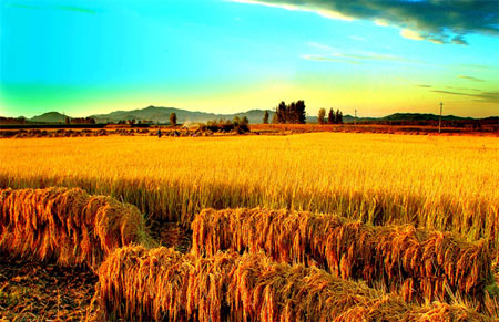 火石飞花红古堰光芒曾经照四川，灌县（都江堰市）包产到户追记