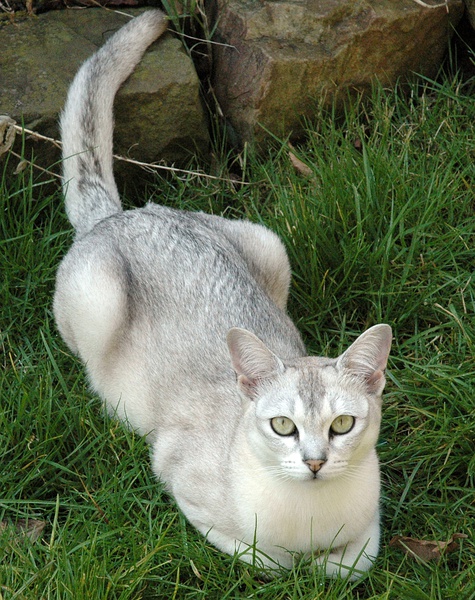 各种猫咪花纹品种,名贵品种猫咪大全