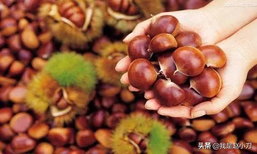 板栗大丰收了,今年的板栗大丰收