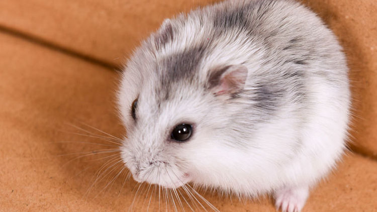 养仓鼠的十大禁忌,养仓鼠的十大禁忌入门必知