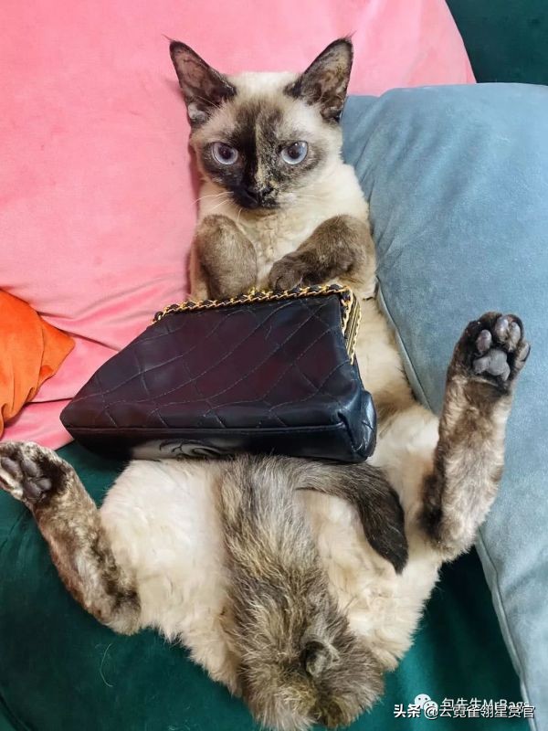 好看又大的宠物包,超好看的宠物包