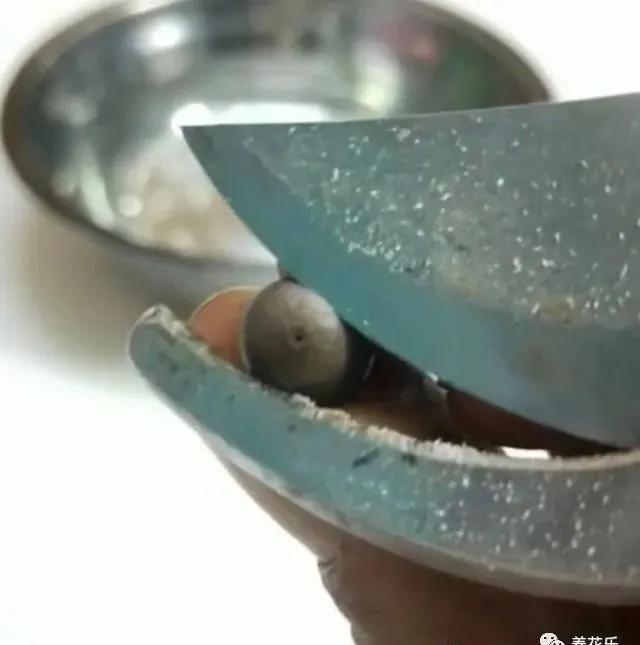 碗莲能养小鱼吗,一缸碗莲养几条小鱼