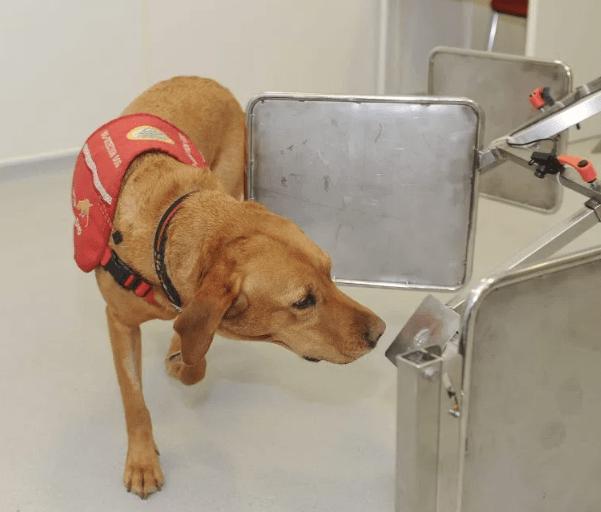 狗能闻出癌前病变吗,一般的狗能嗅出癌症吗