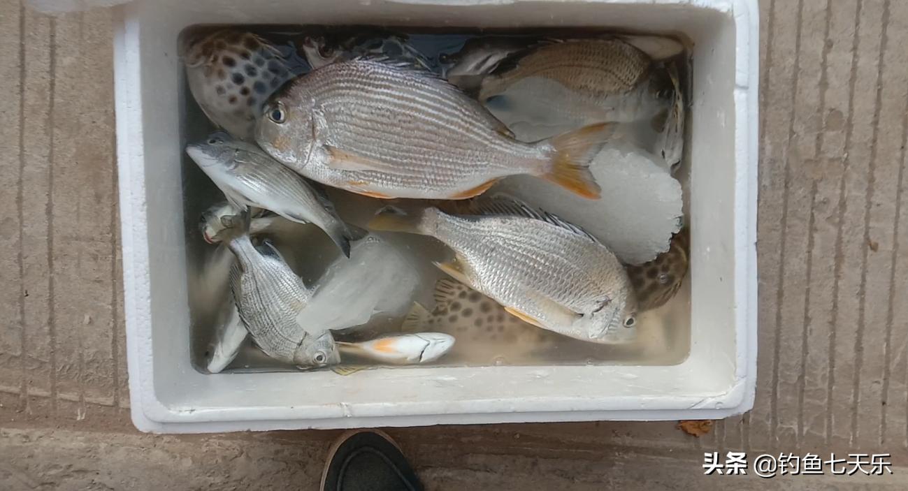 钓鱼发家致富成功案例,出海钓鱼一个月赚几十万