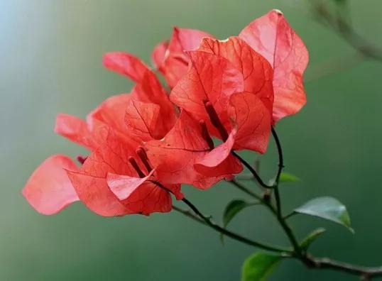 你是哪天出生的对应哪种花,你是几月份的花就是几月份的命