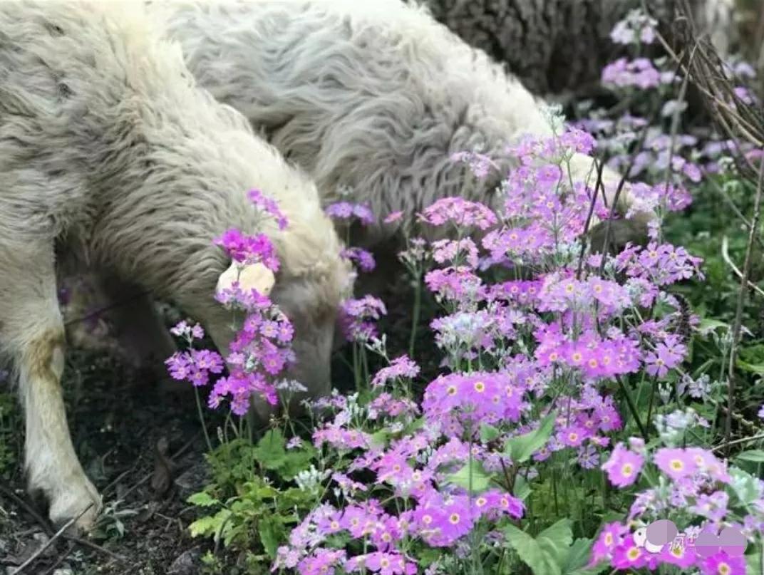 芳踪难觅濒危花！清新治愈篇：沙漠高原是吾家，豹子花的春天来了