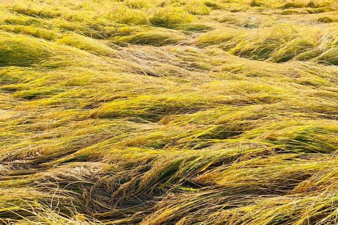 缃戝弸鍒嗕韩鍖椾含璧忚姳鎸囧崡,鍖椾含璧忚姳鎸囧崡