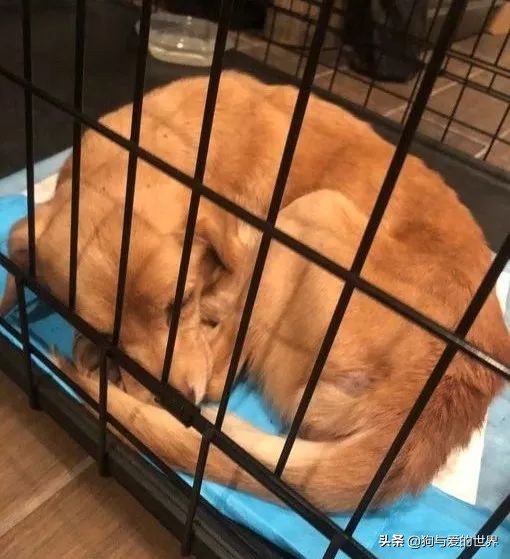 鏅氫笂瀹堕噷杩涗簡涓嶆槑鐢熺墿,鐢峰瓙鍗婂鍥炲閬囦笂涓嶆槑鐢熺墿