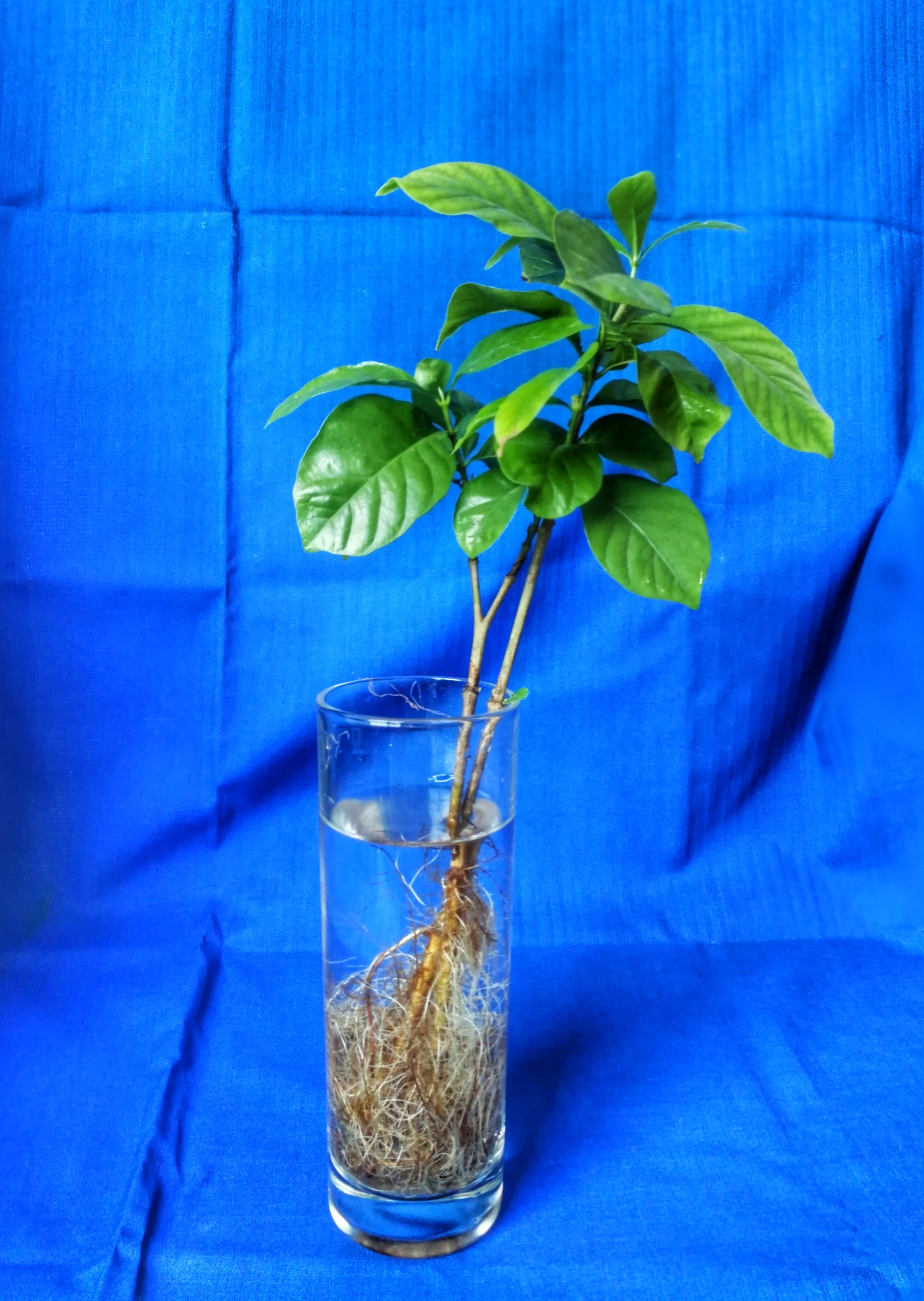 栀子花开败了以后要怎么养,土养栀子和水养栀子