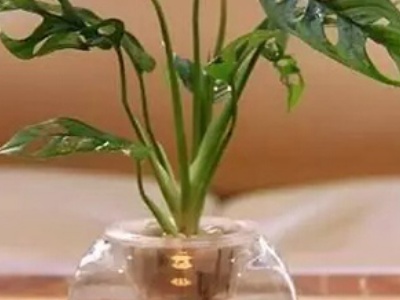 龟背竹水培和土培哪个吸甲醛好,土培龟背竹转水培根部怎么处理