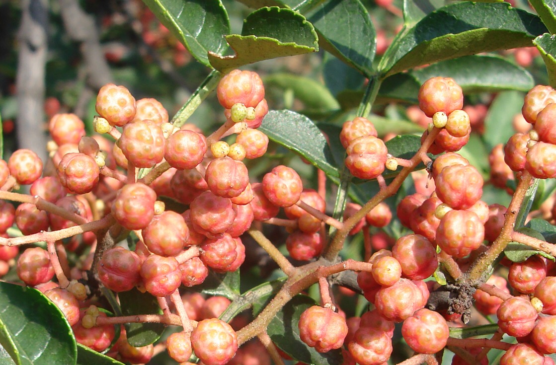 花椒树的传说故事,花椒树故事视频