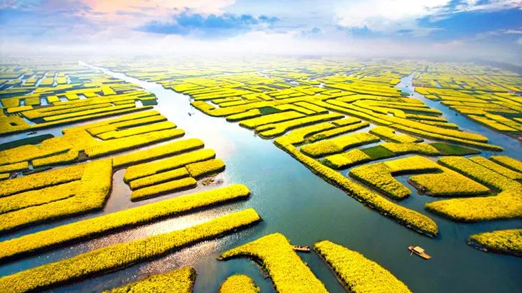 油菜花风景点,罗平县小油菜花