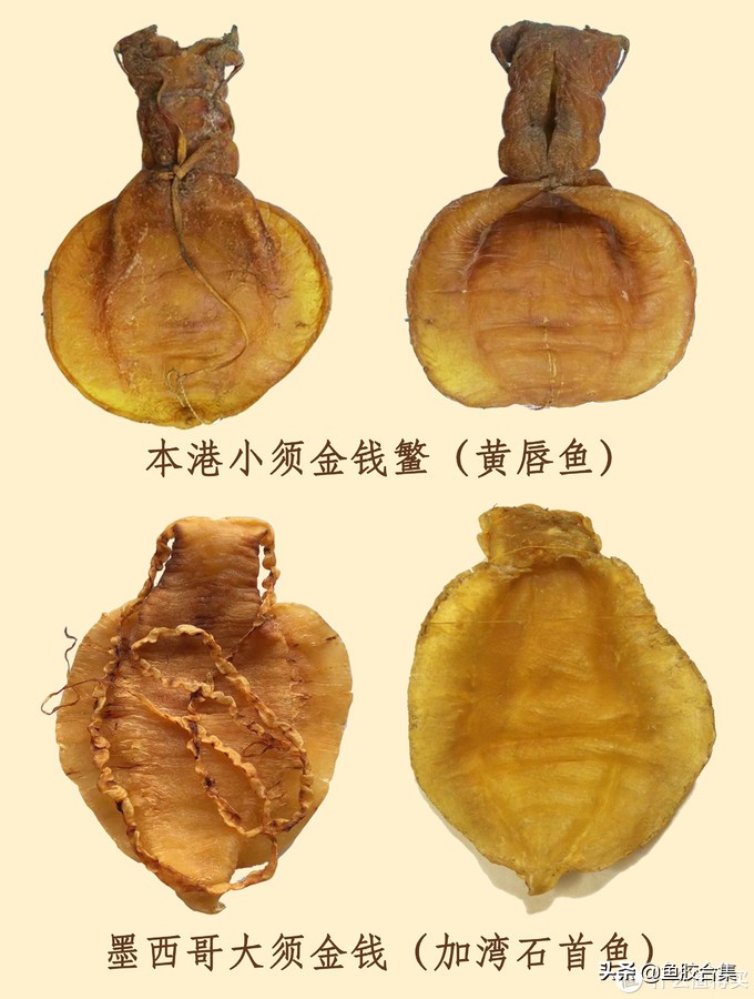 如何辨别鱼胶的好坏和质量,鱼胶入门指南新手必看