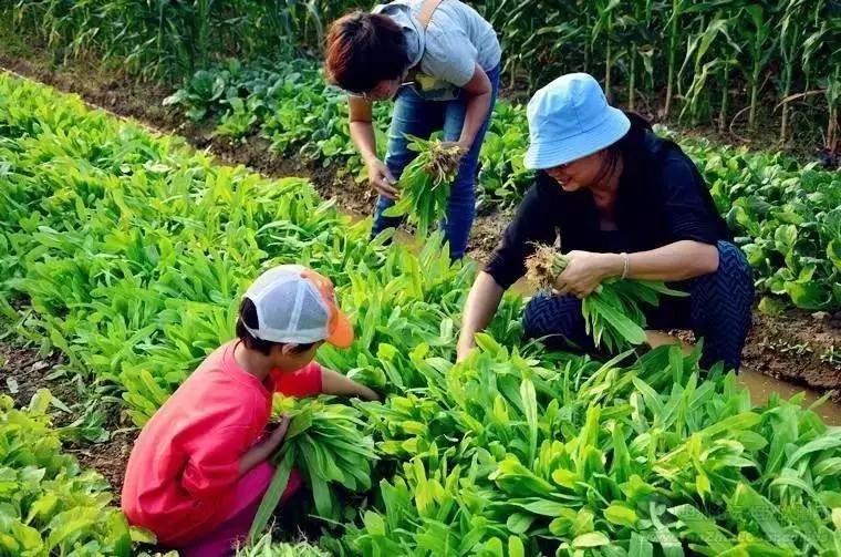 日本myfarm共享农场营销模式,开心农场happyfarm攻略
