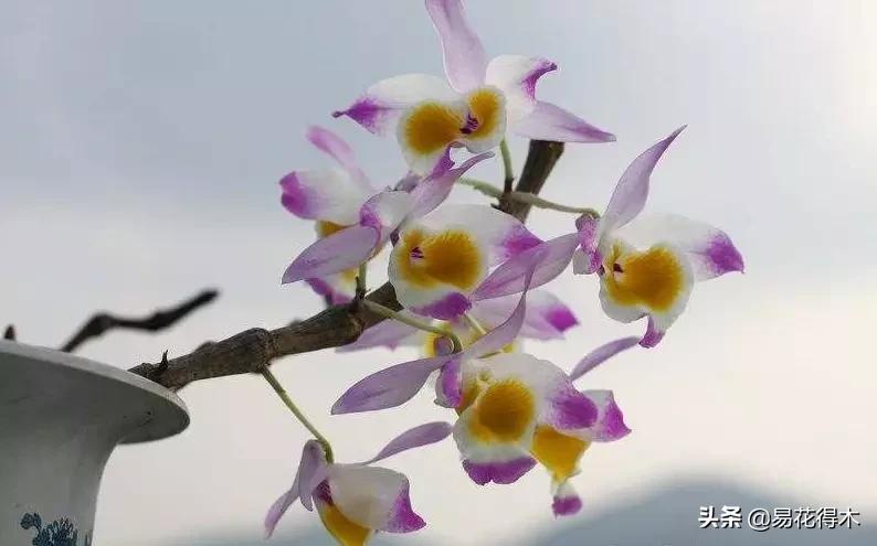 叠鞘石斛与铁皮石斛的区别,肿节石斛和大苞鞘石斛的不同