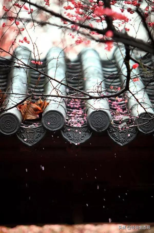 关于梅花我们应有怎样的人生追求,关于梅花我们想到了什么