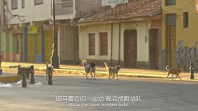 豆瓣9.1，看一次被萌一次，根本顶不住它们的可爱