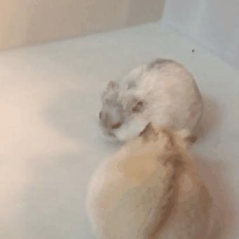 怎么让母仓鼠和公仓鼠和谐相处,母仓鼠没有公仓鼠可以繁衍吗