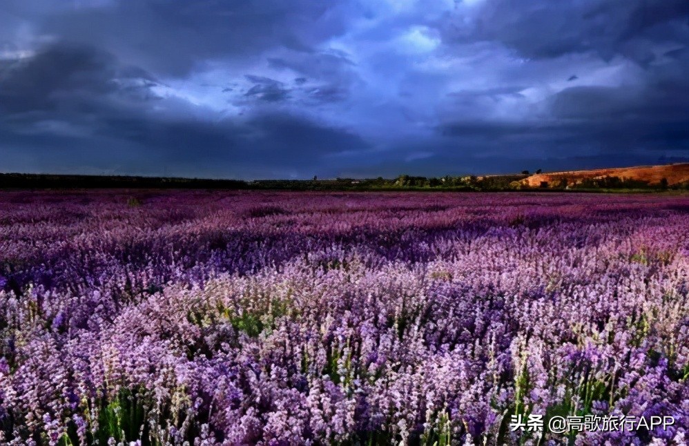 伊犁花海旅游攻略大全,新疆伊犁花海旅游攻略