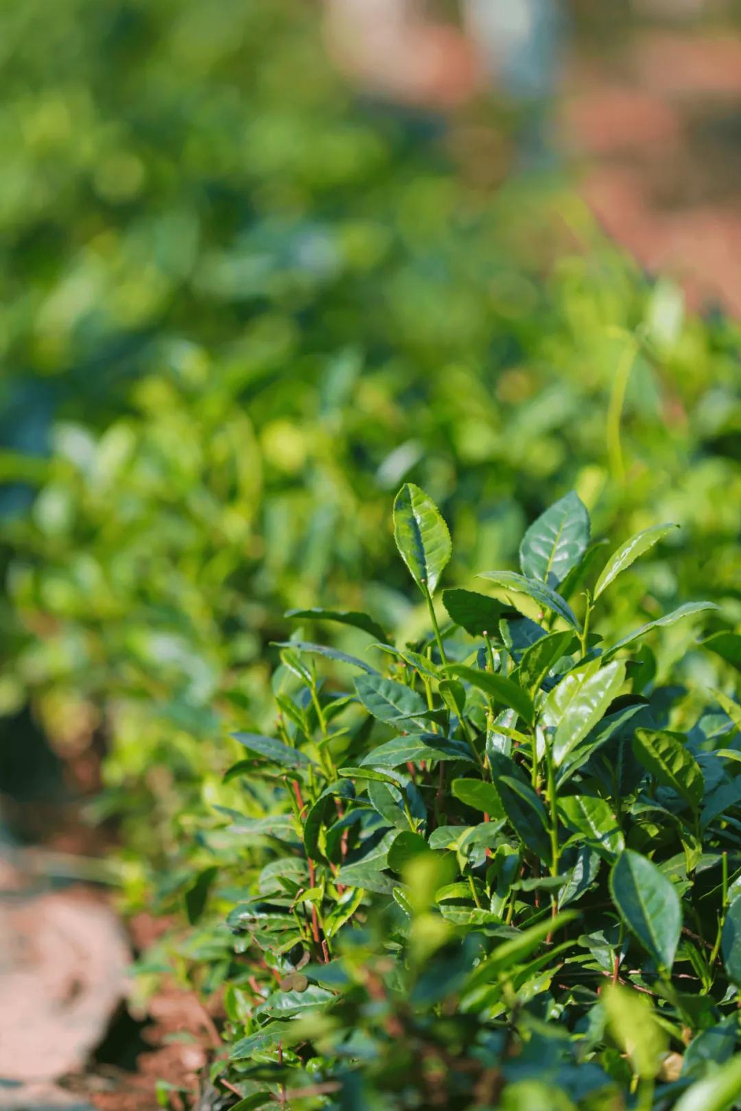 济南黄河入海口自驾游最佳路线图,春节济南出发自驾游最佳线路推荐