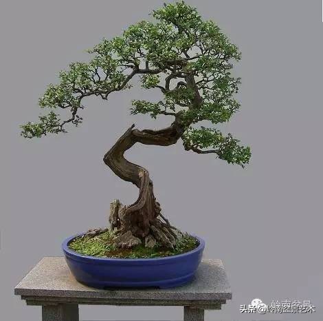 雀梅有盆景七贤之一的美称,盆景七贤之一雀梅图集