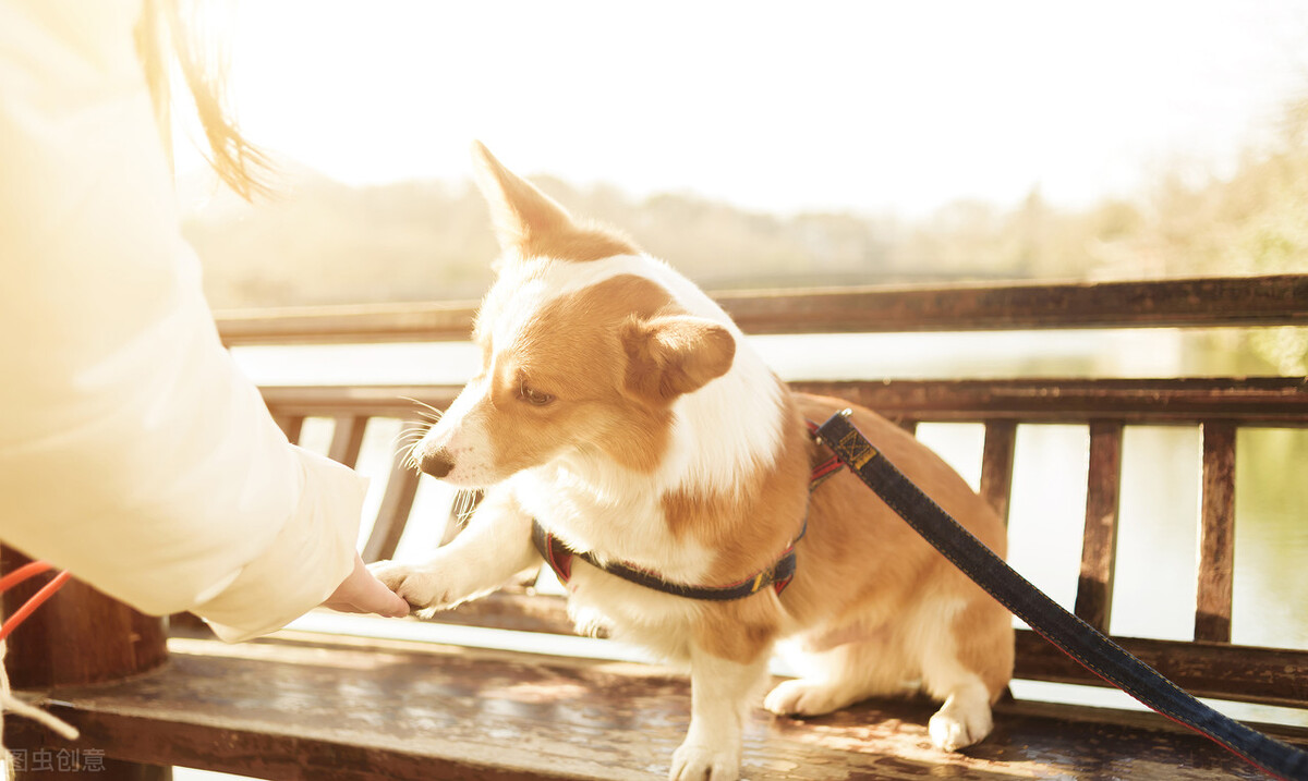 柯基犬的优点缺点有哪些,伊丽莎白女王的柯基犬怎么样了