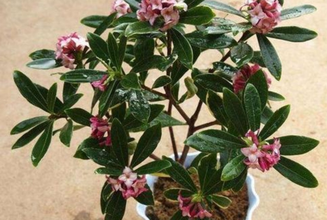 家里养盆“香味花”，春节期间开花，满屋花香扑鼻