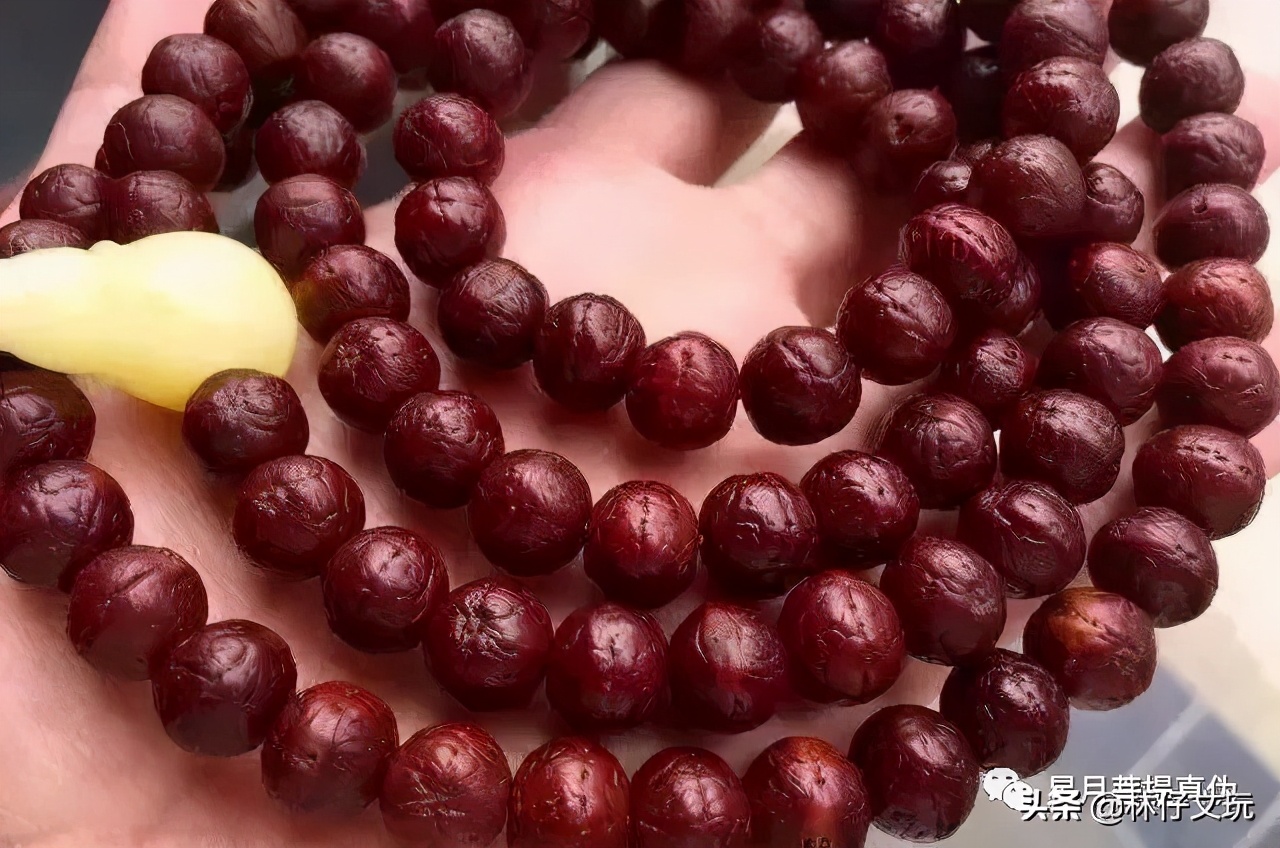 凤眼菩提最全面的讲解长篇,凤眼菩提最全面的讲解