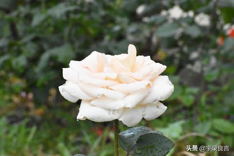 增长人生智慧的经典良言,老一辈人的智慧良言