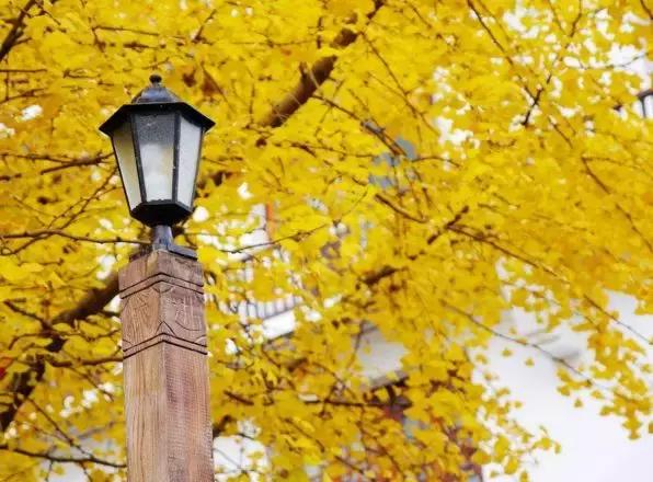 最美银杏秋景自驾攻略,杭州银杏树旅游攻略