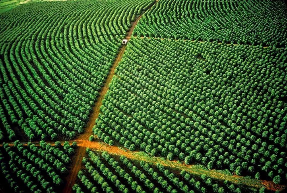 一般咖啡有哪几种咖啡,常见的十种咖啡